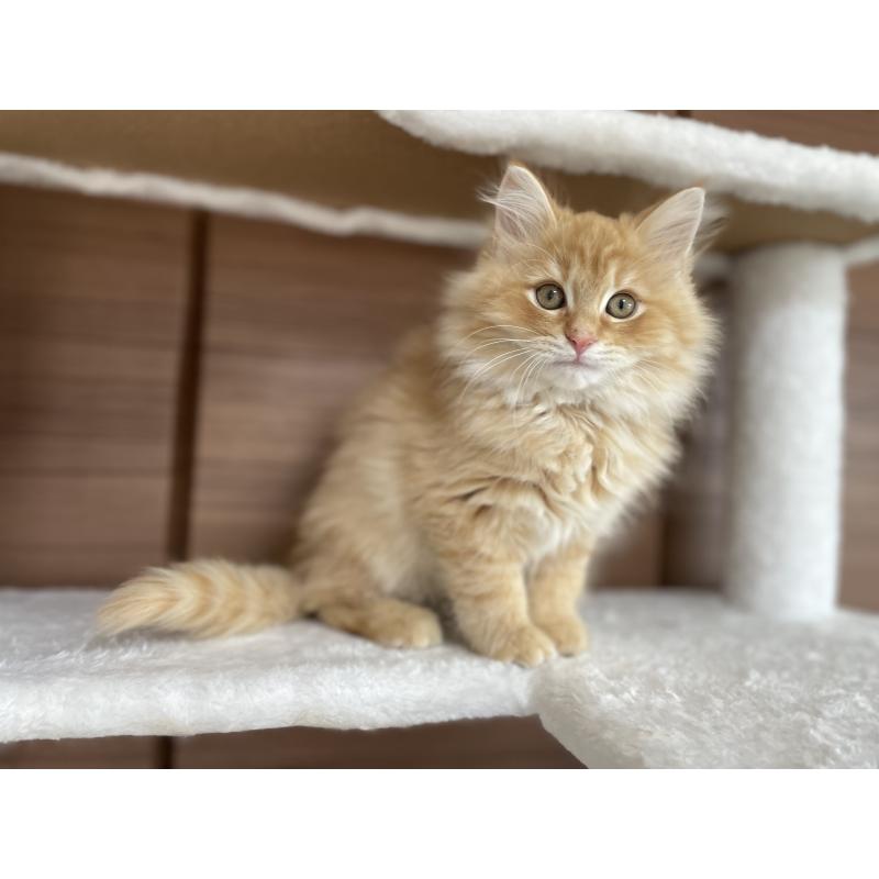 販売中の千葉県のサイベリアン-129142の17枚目