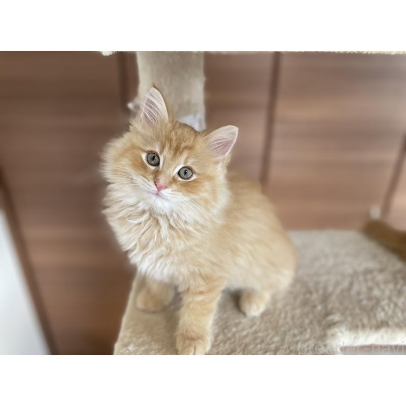 販売中の千葉県のサイベリアン-129142の16枚目