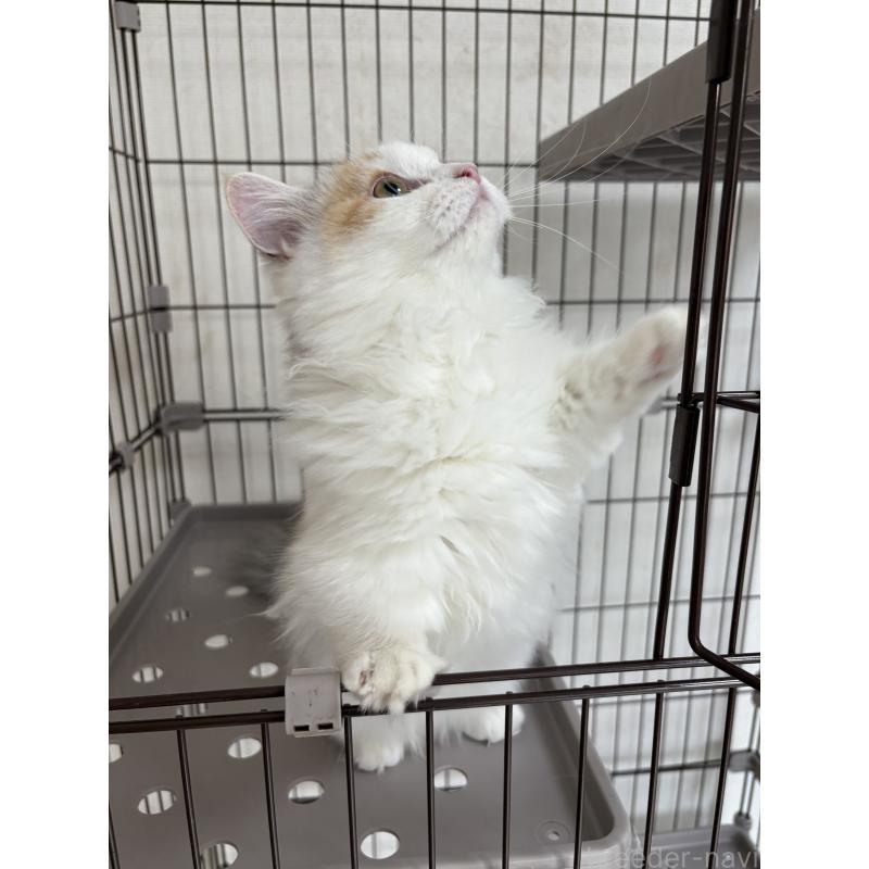 販売中の愛知県のミヌエット-131479の7枚目