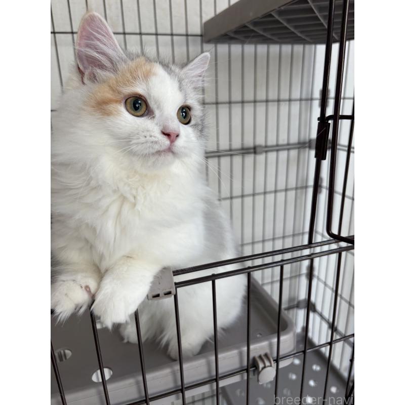 販売中の愛知県のミヌエット-131479の6枚目