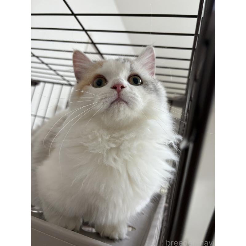 販売中の愛知県のミヌエット-131479の5枚目