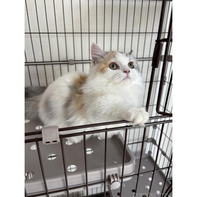 販売中の愛知県のミヌエット-131479の4枚目