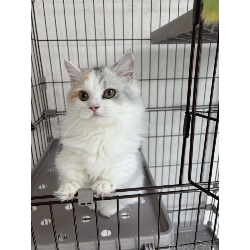 販売中の愛知県のミヌエット-131479の3枚目