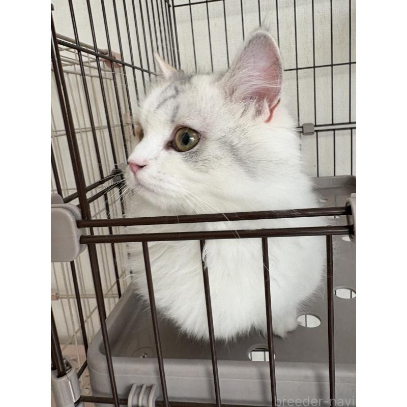 販売中の愛知県のミヌエット-131479の2枚目