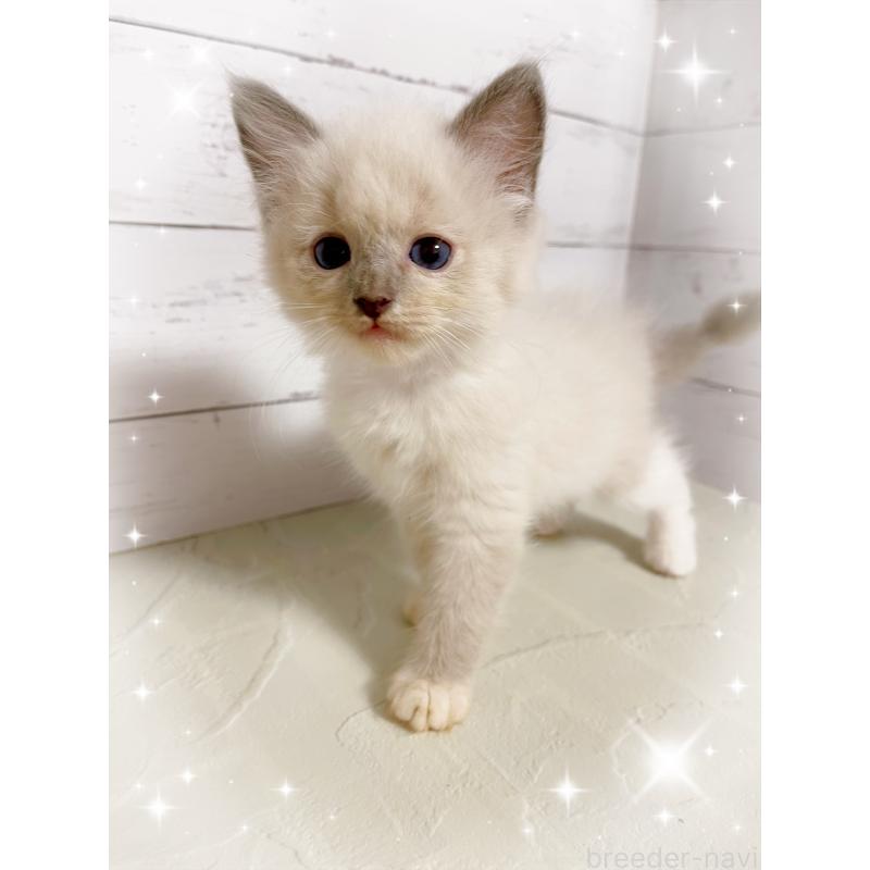 販売中の東京都のラグドール-133312の5枚目