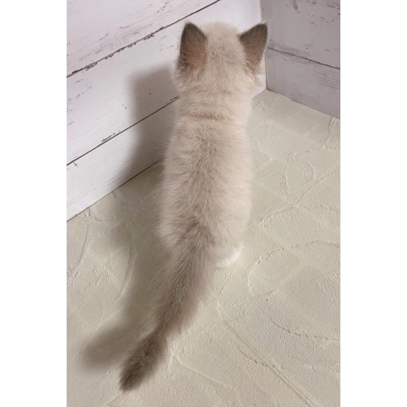 販売中の東京都のラグドール-133312の4枚目