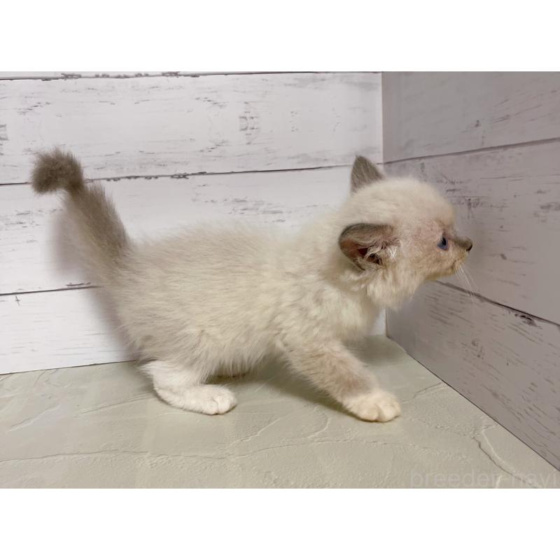 販売中の東京都のラグドール-133312の3枚目