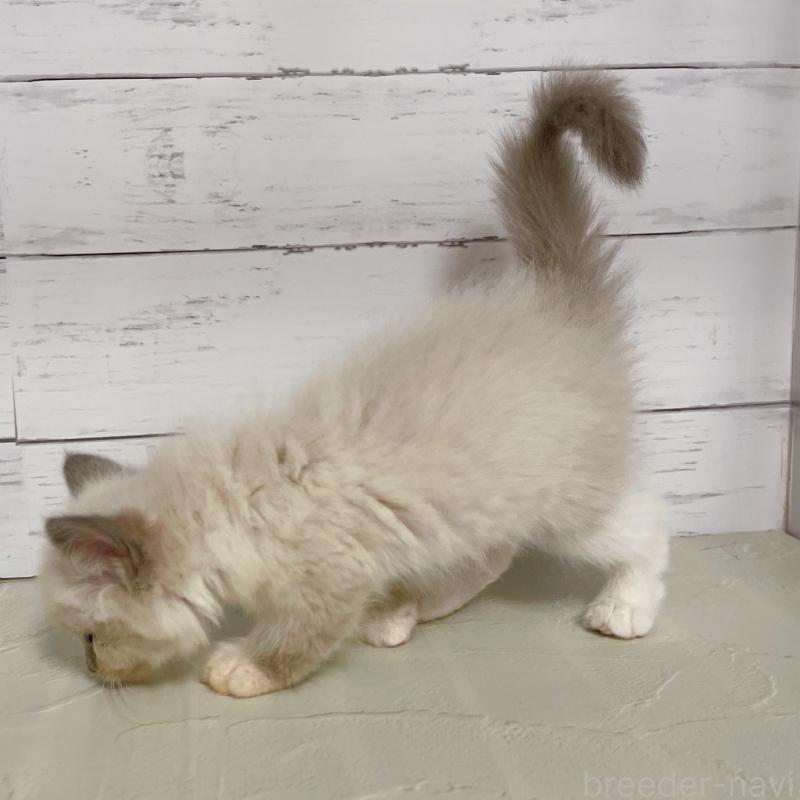 販売中の東京都のラグドール-133312の2枚目