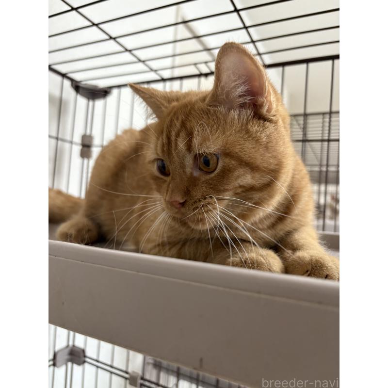 成約済の愛知県のミヌエット-129917の7枚目