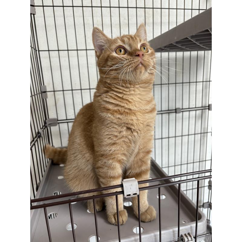 成約済の愛知県のミヌエット-129917の6枚目