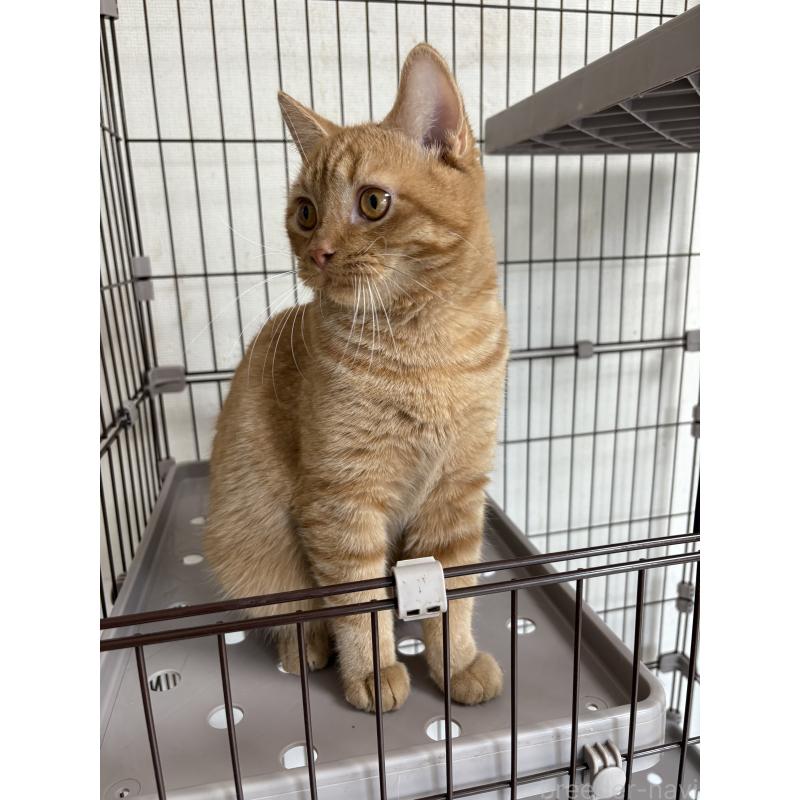 成約済の愛知県のミヌエット-129917の5枚目