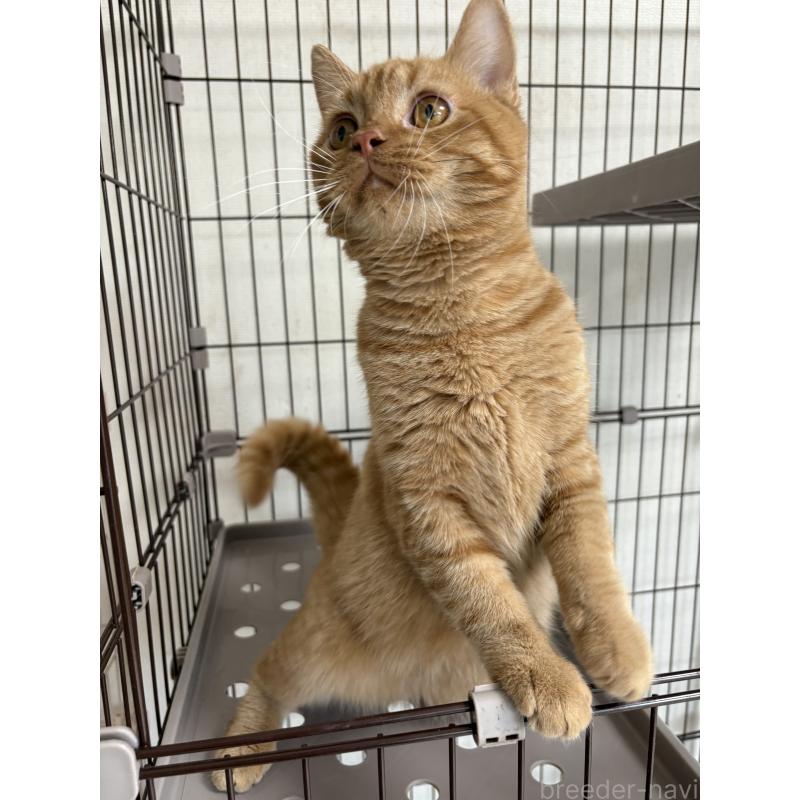 成約済の愛知県のミヌエット-129917の4枚目