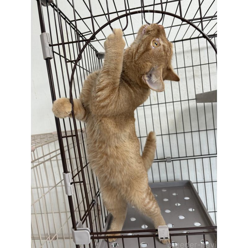 成約済の愛知県のミヌエット-129917の3枚目