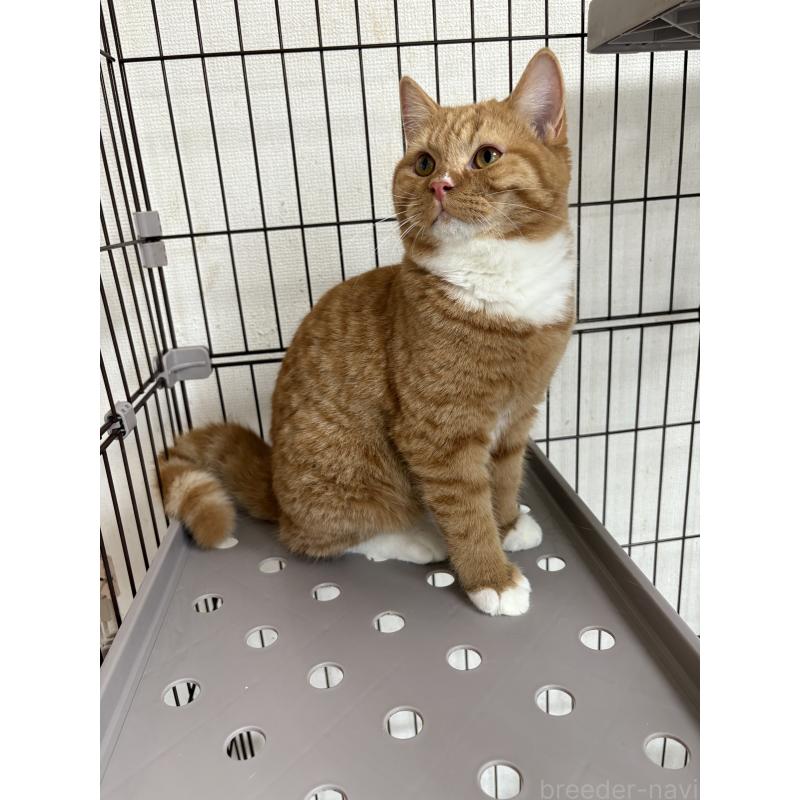 販売中の愛知県のミヌエット-130501の6枚目