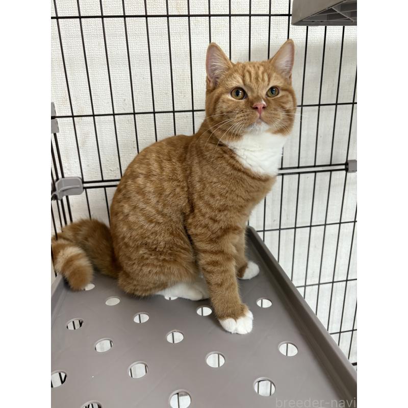 販売中の愛知県のミヌエット-130501の5枚目