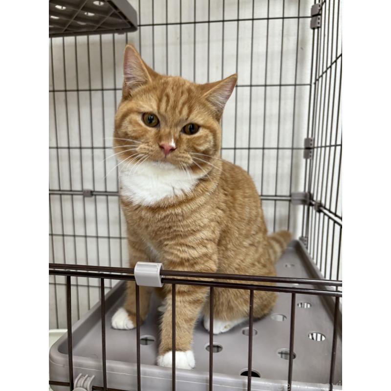 販売中の愛知県のミヌエット-130501の4枚目