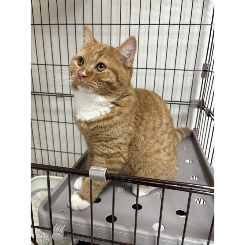 販売中の愛知県のミヌエット-130501の3枚目