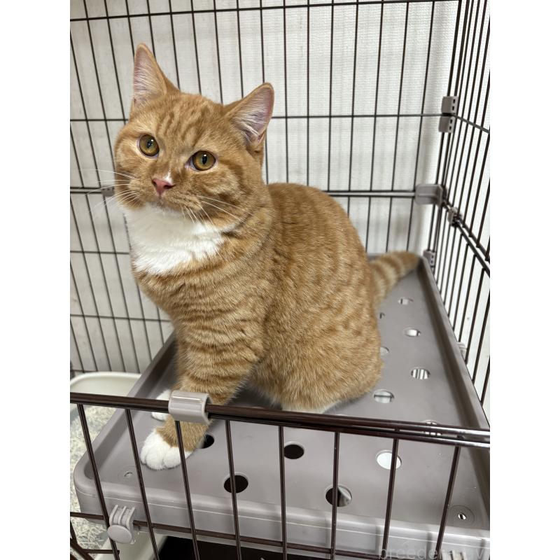 販売中の愛知県のミヌエット-130501の2枚目