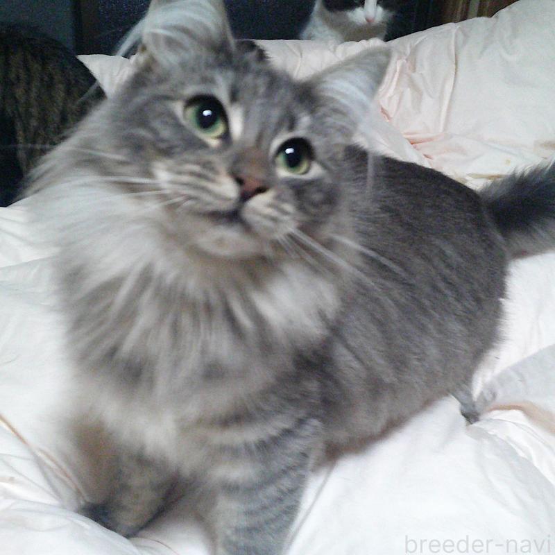 販売中の愛知県のノルウェージャンフォレストキャット-122005の5枚目