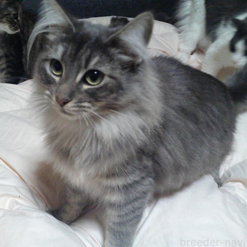 販売中の愛知県のノルウェージャンフォレストキャット-122005の4枚目