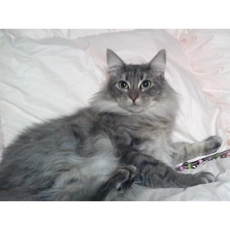 販売中の愛知県のノルウェージャンフォレストキャット-122005の3枚目