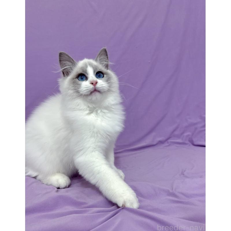 成約済の静岡県のラグドール-131413の3枚目