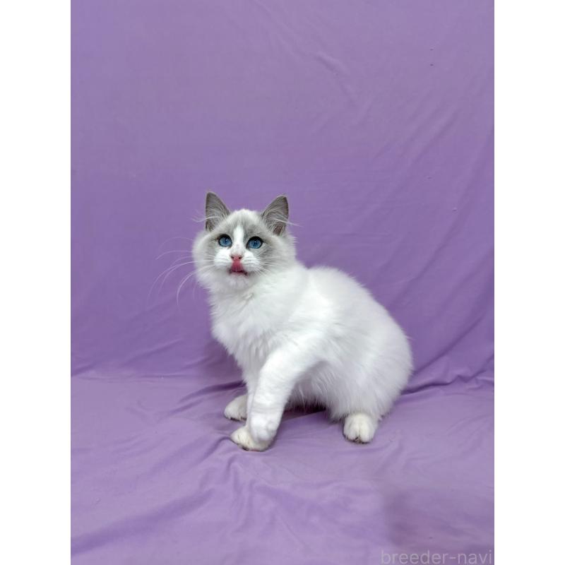 成約済の静岡県のラグドール-131413の2枚目