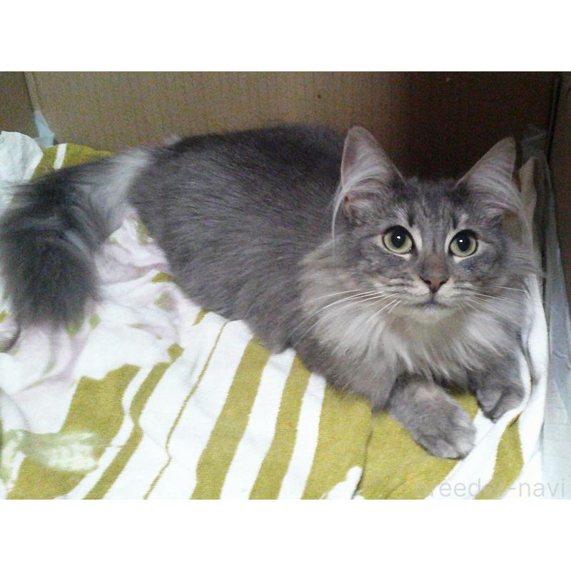 販売中の愛知県のノルウェージャンフォレストキャット-122005の2枚目