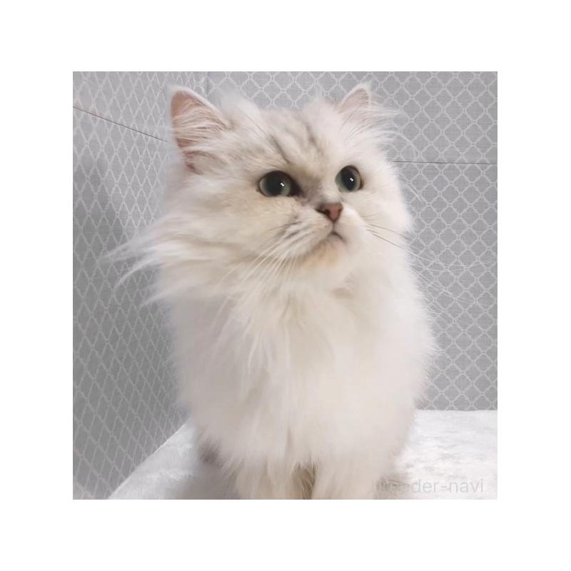 成約済の岐阜県のペルシャ(チンチラ)-131477の3枚目