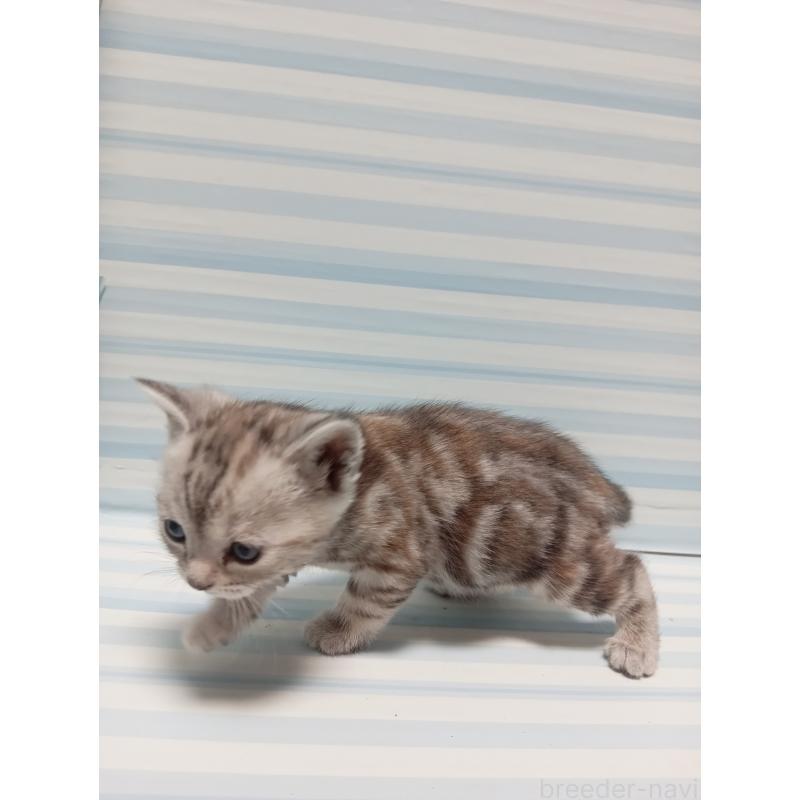 販売中の静岡県のアメリカンショートヘア-133313の3枚目