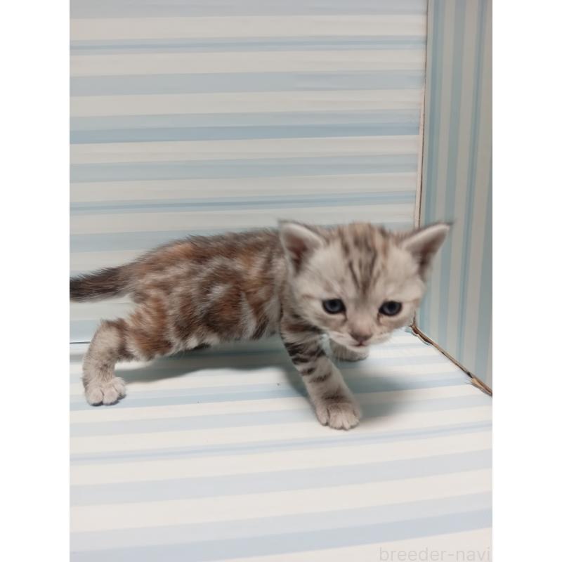 販売中の静岡県のアメリカンショートヘア-133313の2枚目