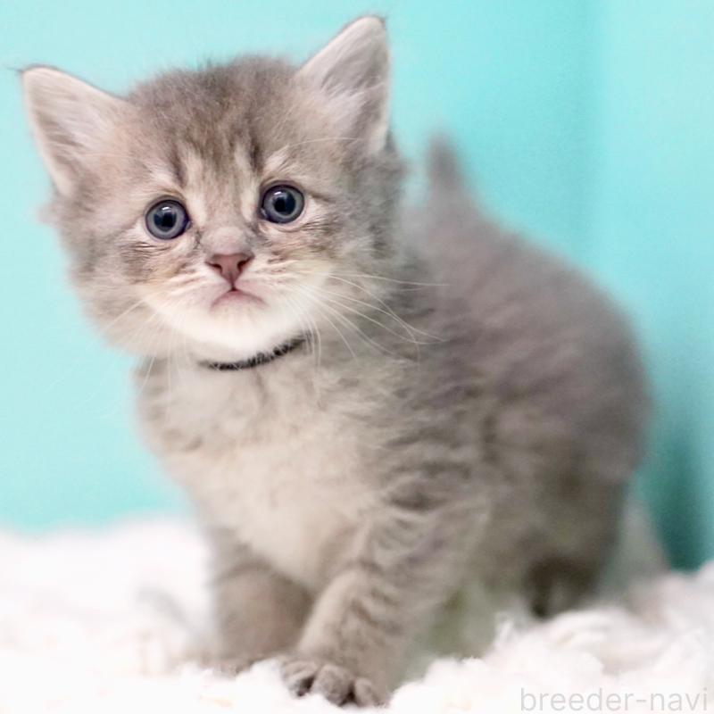 販売中の東京都のサイベリアン-133314の14枚目