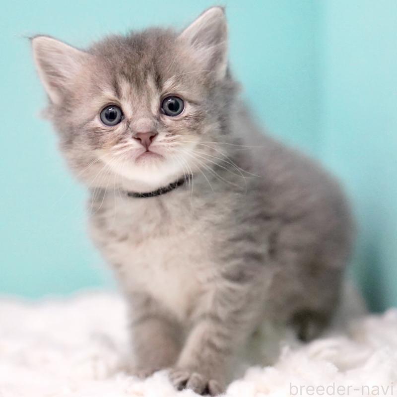 販売中の東京都のサイベリアン-133314の13枚目