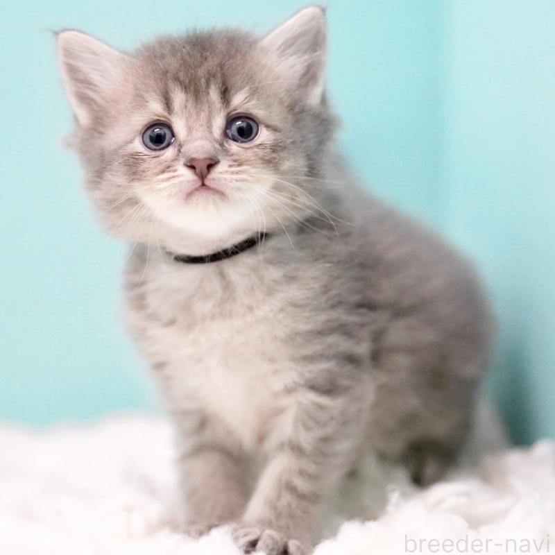 販売中の東京都のサイベリアン-133314