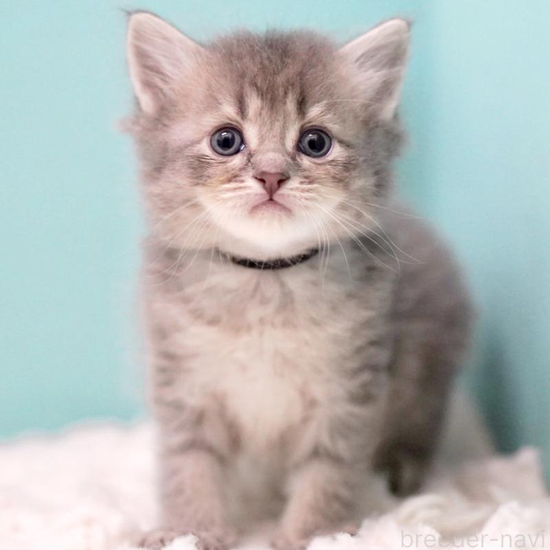 販売中の東京都のサイベリアン-133314の12枚目