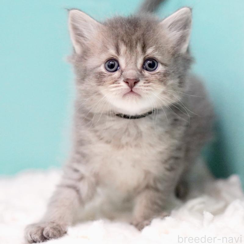 販売中の東京都のサイベリアン-133314の11枚目