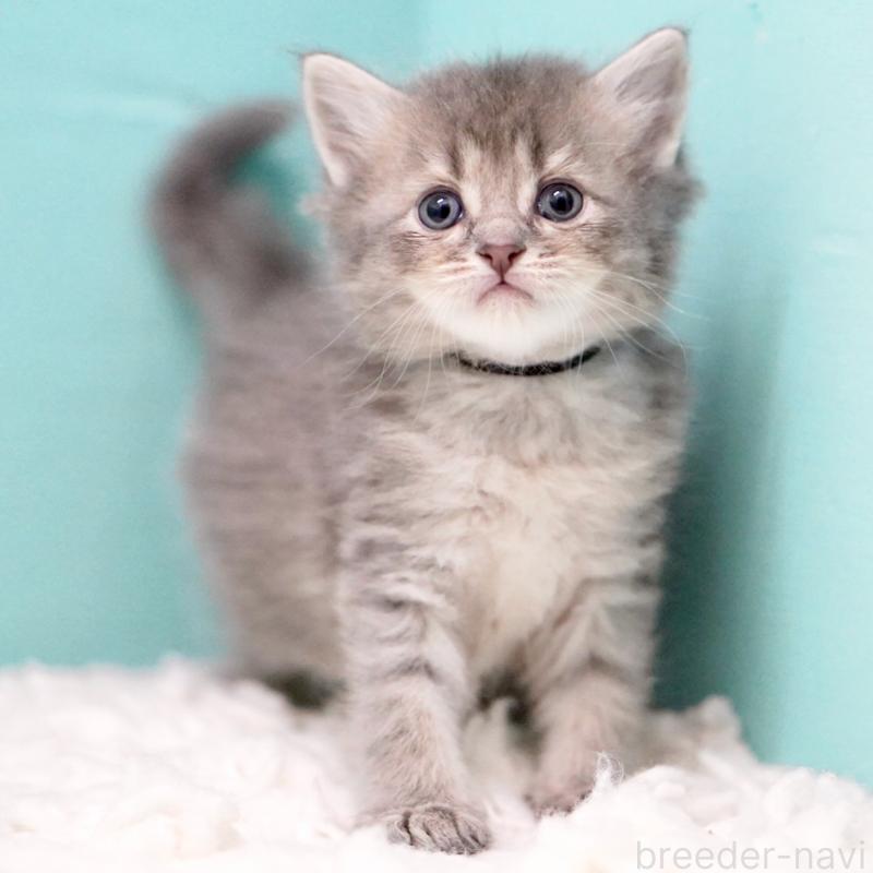 販売中の東京都のサイベリアン-133314の10枚目