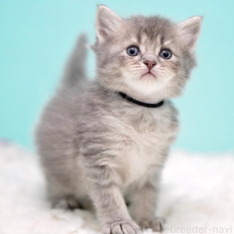 販売中の東京都のサイベリアン-133314の9枚目