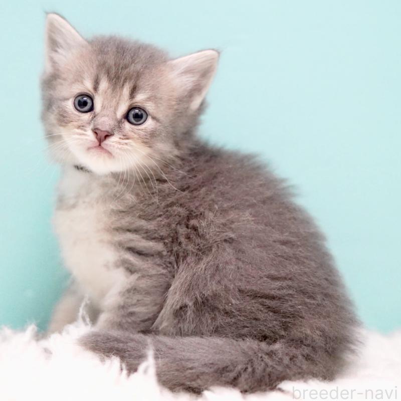 販売中の東京都のサイベリアン-133314の7枚目