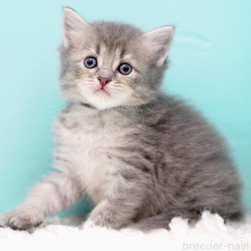 販売中の東京都のサイベリアン-133314の6枚目