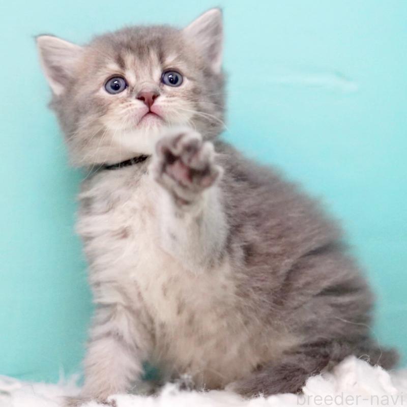 販売中の東京都のサイベリアン-133314の5枚目