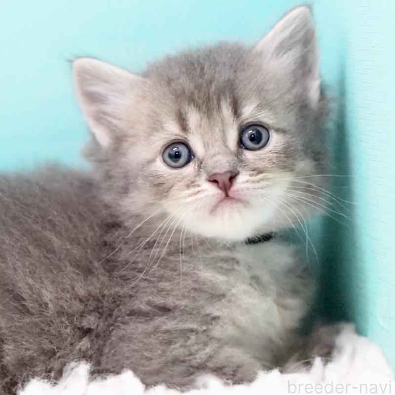 販売中の東京都のサイベリアン-133314の4枚目