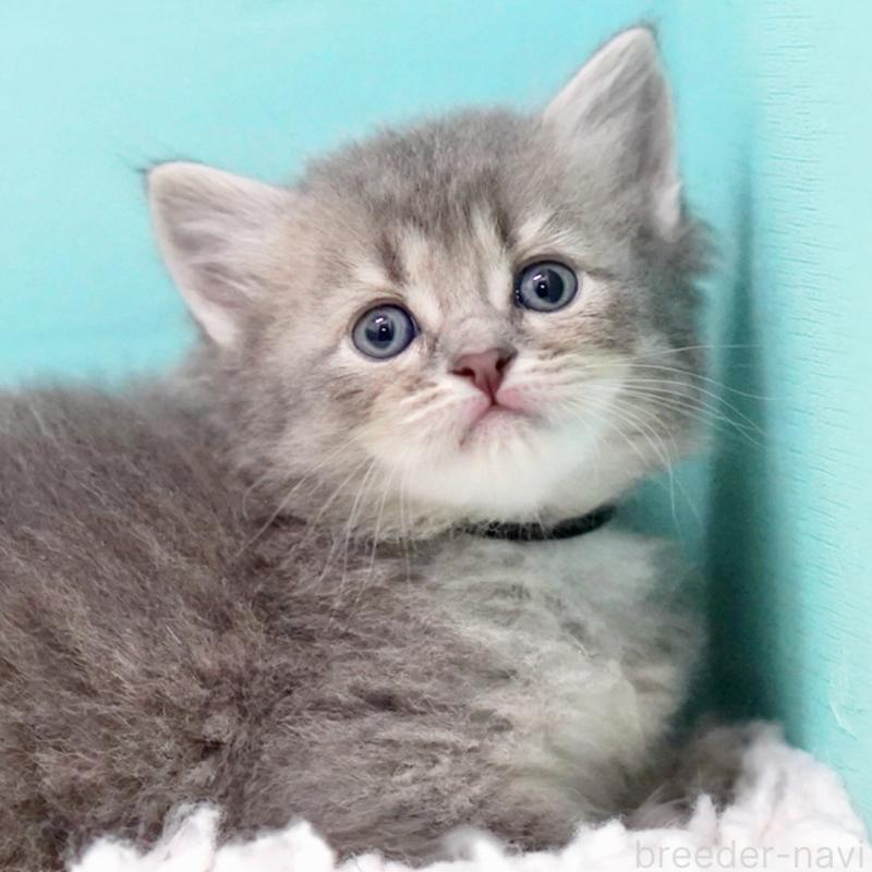 販売中の東京都のサイベリアン-133314の3枚目