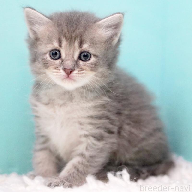 販売中の東京都のサイベリアン-133314の2枚目