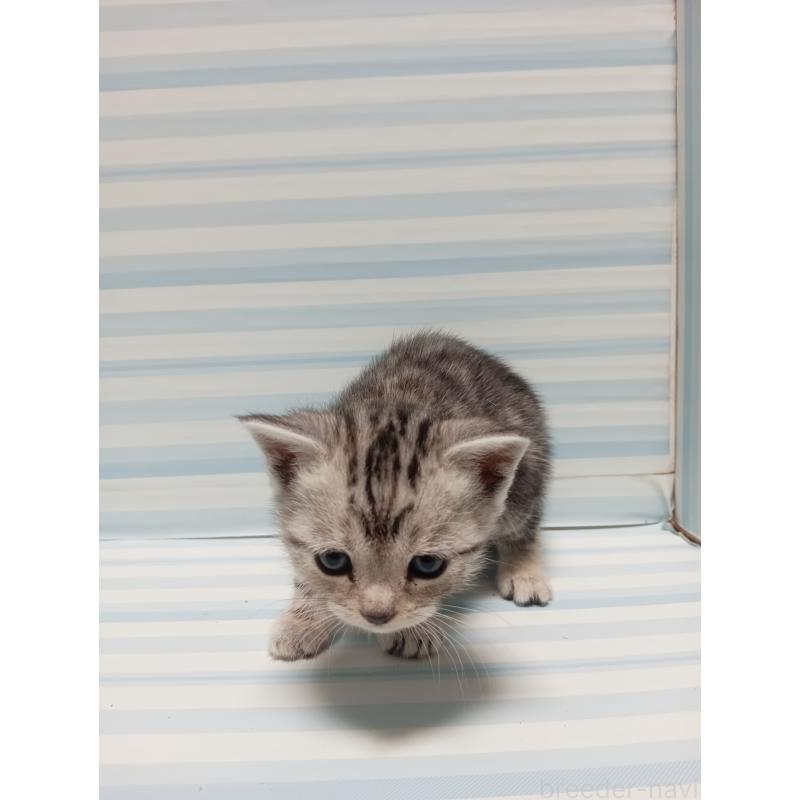 販売中の静岡県のアメリカンショートヘア-133316の3枚目