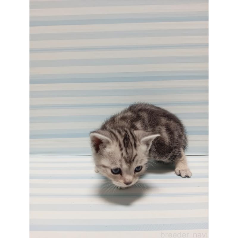 販売中の静岡県のアメリカンショートヘア-133316の2枚目