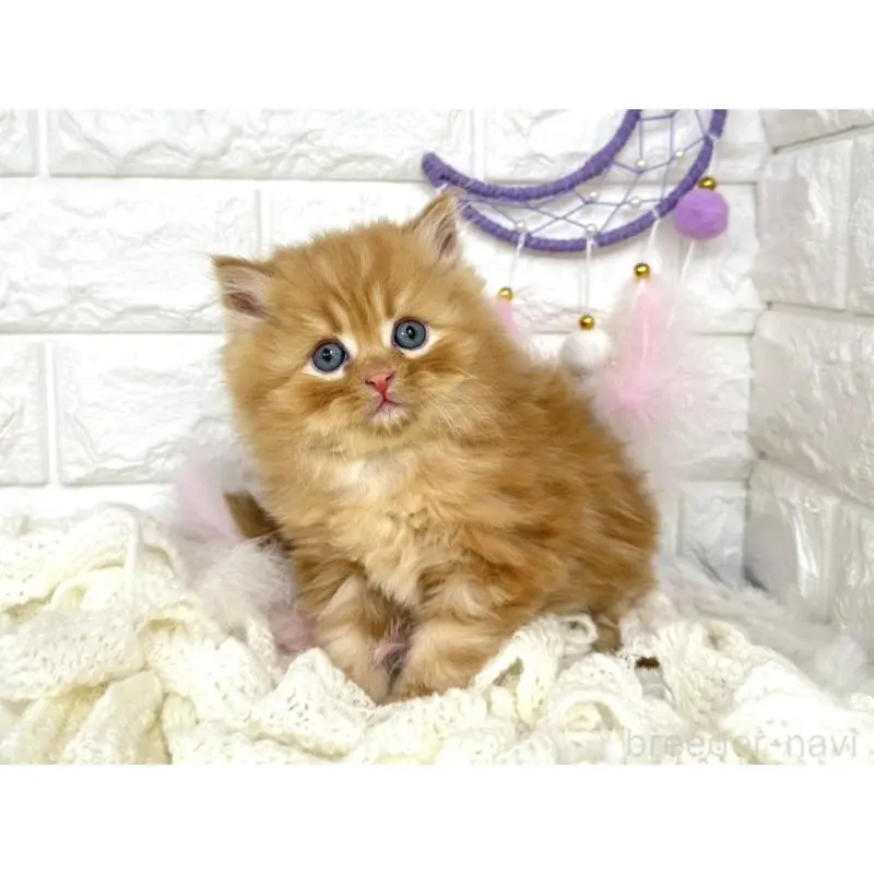 販売中の埼玉県のミヌエット-133315の1枚目