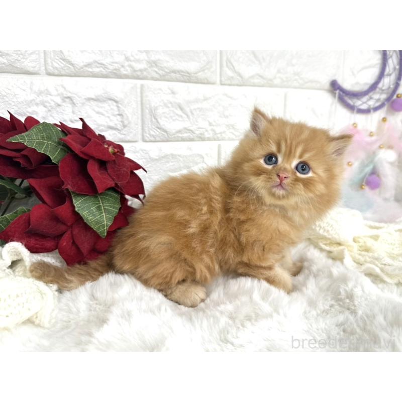 販売中の埼玉県のミヌエット-133315の6枚目