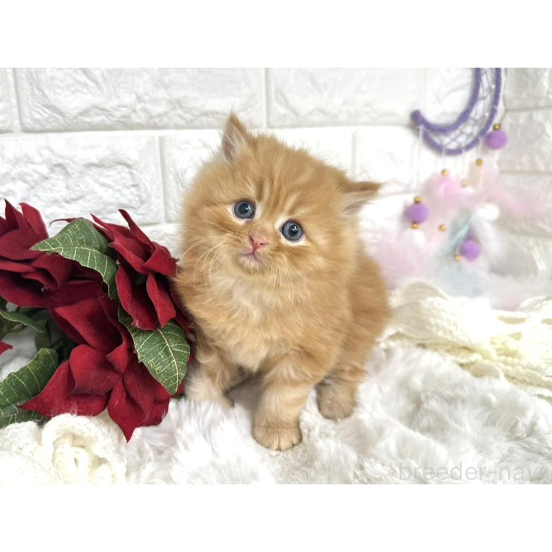 販売中の埼玉県のミヌエット-133315の5枚目