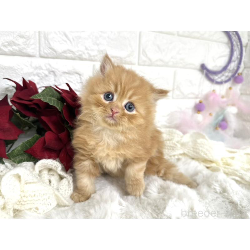 販売中の埼玉県のミヌエット-133315の4枚目